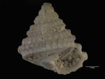 Media type: image; Malacology 7569